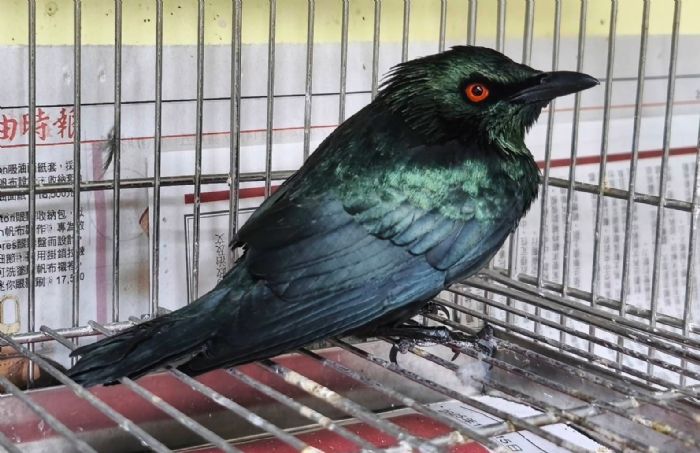 陽台驚見「紅眼怪鳥」嚇壞全家！新北動保員暖心救援揭真相：原來是亞洲輝椋鳥