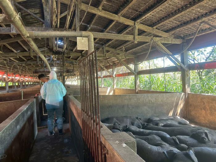 守住豬場也守住安心！新北市動保處三管齊下，築起非洲豬瘟防疫防線