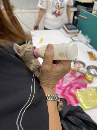 八里工廠上演溫馨救援！受困牆縫小貓成功脫困，老闆娘感動收編成家人