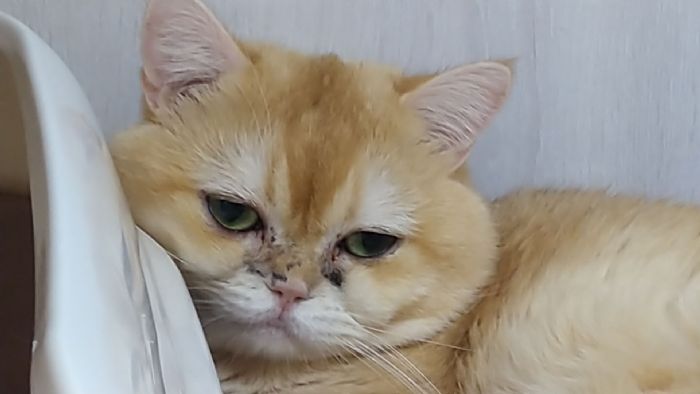 新春迎新生命前先停一秒：理性選擇、用愛承諾，讓毛孩安心回家