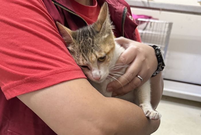 受困深桶的小三花平安獲救，從驚魂脫困到幸福認養，迎向溫暖新生活