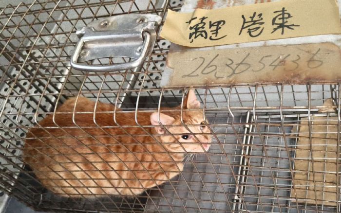 春季貓咪繁殖高峰來臨，新北動保處籲落實絕育減少打鬥受傷