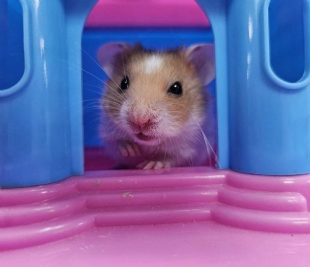 新北率先推動「非犬貓寵物登記」登記享好康，守護毛羽寶貝一生安全