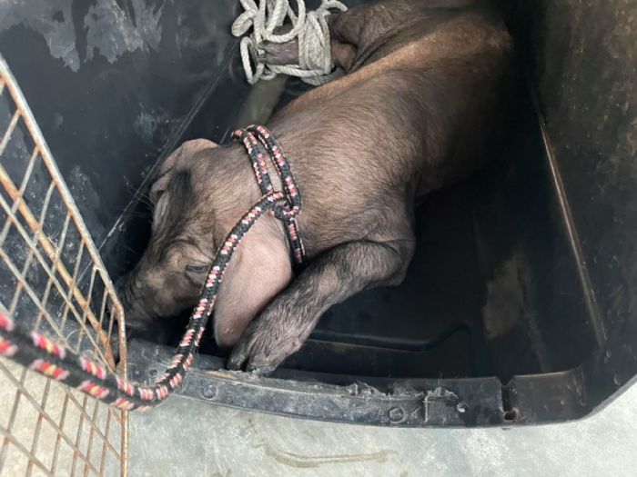 守護生命，也守護行車安全，八里快速道路豬隻驚魂記，一次警醒人心的動物運輸教育課
