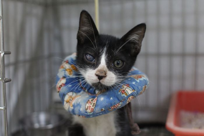 受傷小黑白貓重獲新生！從街頭危急到幸福認養，「萊卡」找到溫暖的家