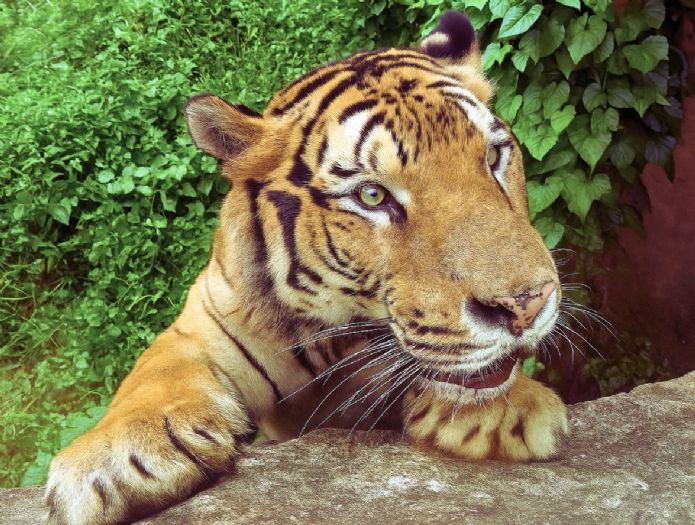 壽山動物園暑假大FUN送！兒童免費入園、昆蟲特展、新動物明星陪你嗨翻夏天