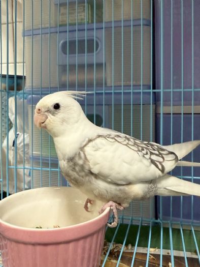 為特寵找到溫暖的家！桃園第四季非犬貓認養活動登場，邀你一起迎接新家人