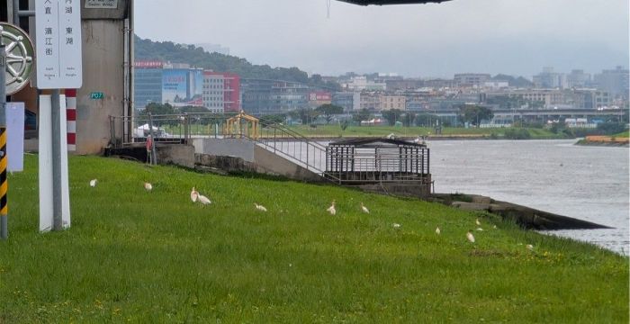 守護城市生態的溫柔力量：臺北市率先完成埃及聖䴉防治清零里程碑