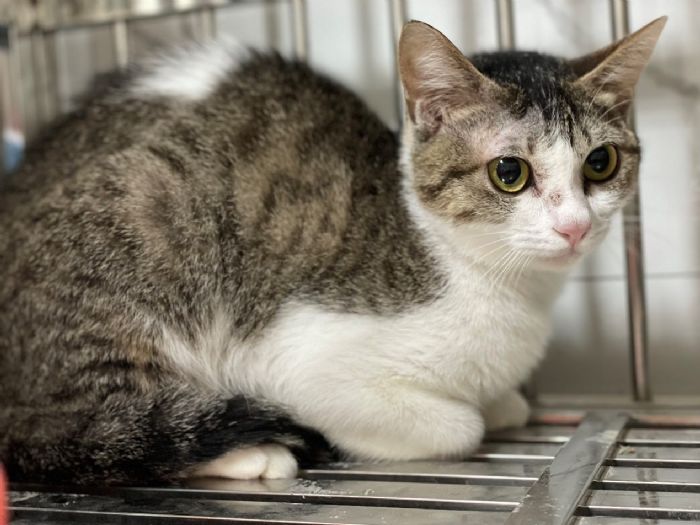 守住毛孩的安全底線：北市動保處即刻介入，受虐犬貓重獲照顧與希望