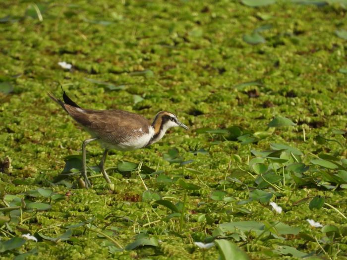 冬日暖陽下的城市祕境｜洲仔濕地白鷺飛舞、水雉冬羽悄然登場