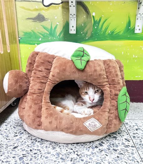 寒冬也要暖呼呼！苗栗動保教育園區啟動「冬季加強照護」243隻毛孩安心過冬、邀你把幸福帶回家