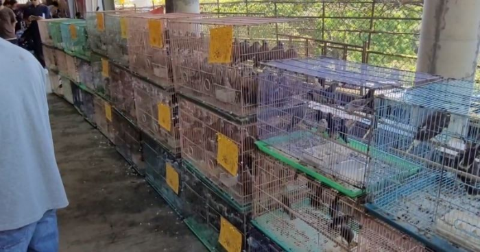 放生近2,000隻鳥遭罰15萬元，新北動保處籲以智慧護生守護動物與生態