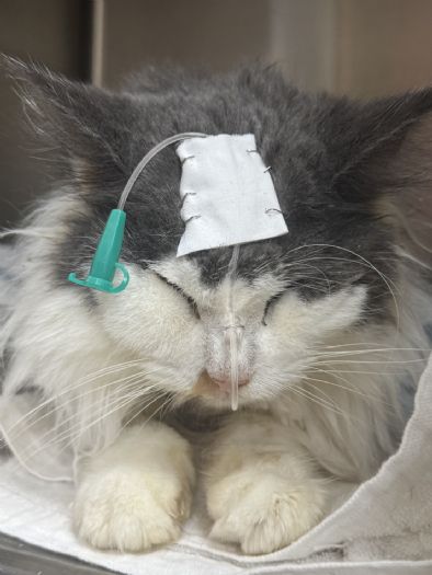 破獲非法繁殖救援34隻緬因貓，桃園強力守護動物福祉、推動友善飼養環境