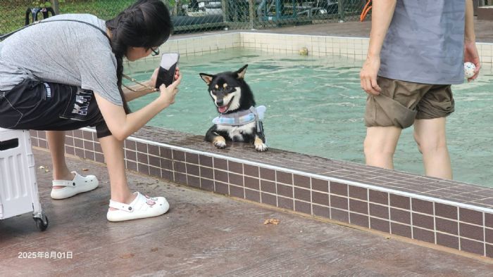 桃園南昌動保園區寵物戲水池熱鬧啟用，毛孩開心戲水，人寵共享清涼時光
