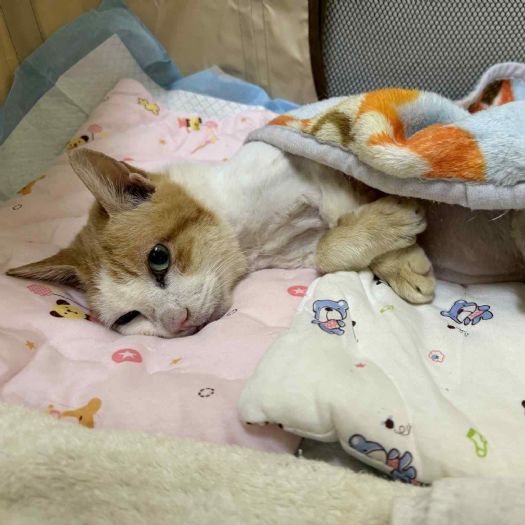 街頭20年的溫柔守護：15歲老街貓「Lucky」獲救援終養，臺北TCCP讓每條生命都被好好照顧