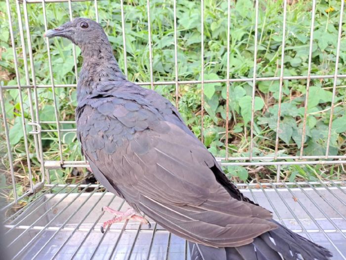 誤認烏鴉的神秘黑羽旅客！罕見黑林鴿受傷獲救，歷經兩個月復健平安重返天空