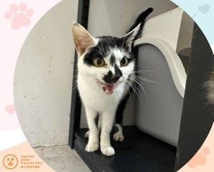 配合春節假期調整，臺北市動物之家2/15至2/19暫停開放