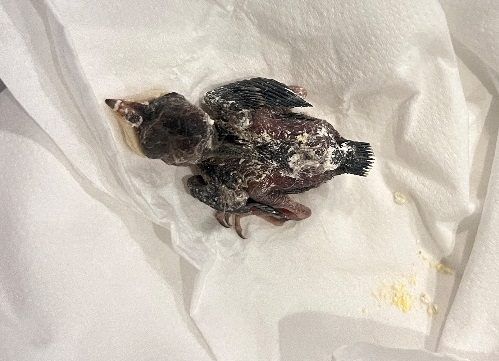 鳥兒就在城市裡，北市動保提醒守護幼鳥「三不原則」