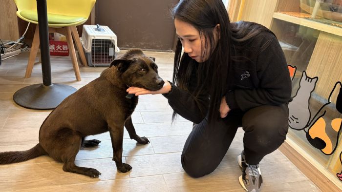 等待多年的撒嬌犬終於找到家，中和動物之家「鐺鐺」迎來幸福新生活