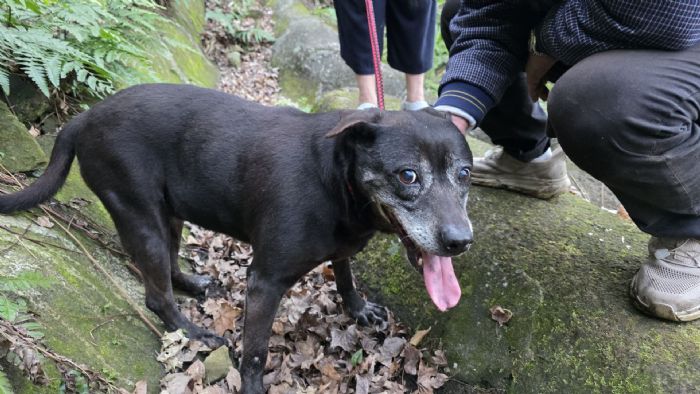黑犬受困汐止山坡多日終獲救！動保處暖心救援，助毛孩平安回家團聚