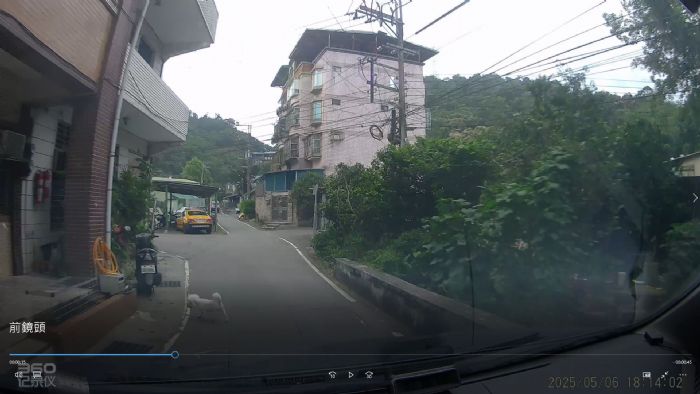 一起守護毛孩與用路人：新北提醒「牽繩＋停看」雙向守護，避免憾事再發生