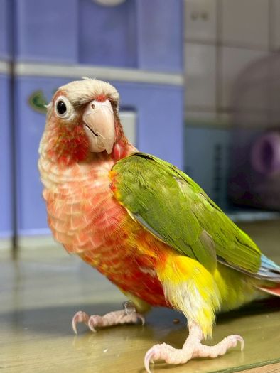 桃園第三季非犬貓特寵認養活動9/27登場  |  鸚鵡、蛇類、蜜袋鼯齊聚，等你帶牠們回家