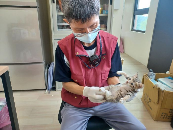春夏來臨！新北市動保處溫馨提醒：遇見奶貓奶狗，請勿急於撿走