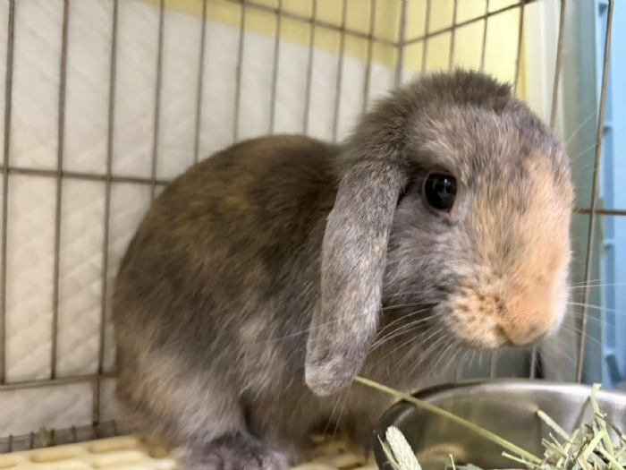 守護兔寶健康！新北115年寵物兔絕育補助啟動，最高補助2,000元