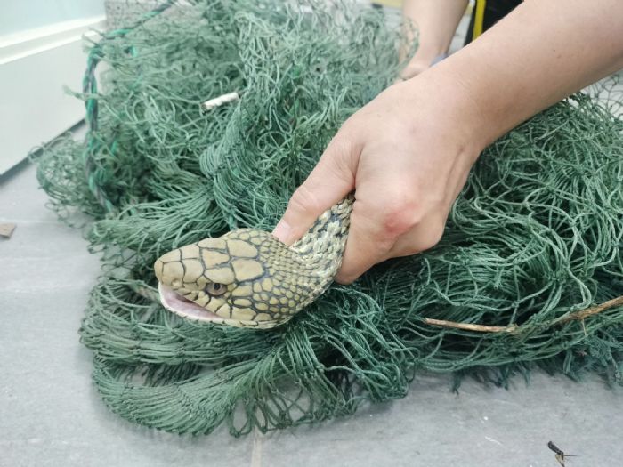 驚險變暖心！新北動保處即刻救援2公尺臭青母