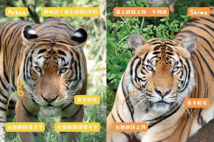馬來虎新星「Arhaa」溫柔登場！臺北市立動物園攜手新加坡共創瀕危物種保育新篇章