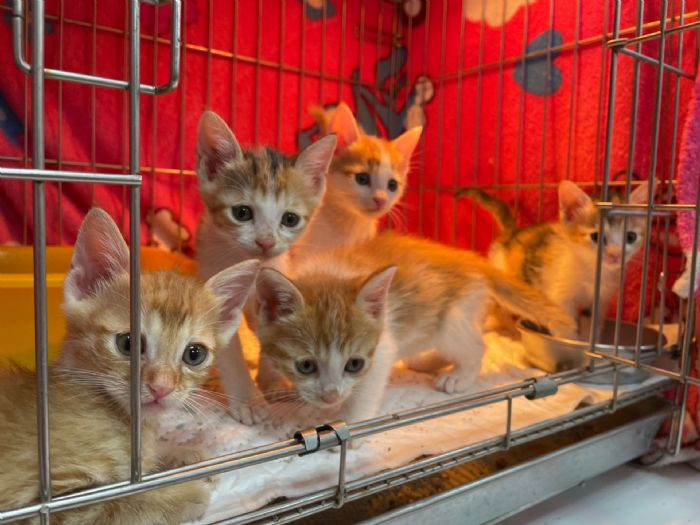 暖心救援成功！新莊5隻奶貓與媽媽重聚，動保處提醒：看到奶貓先別急著帶走