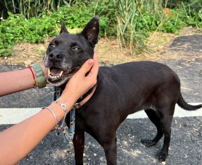 春季蟲蟲警報！守護毛孩健康，從環境到日常全面防護