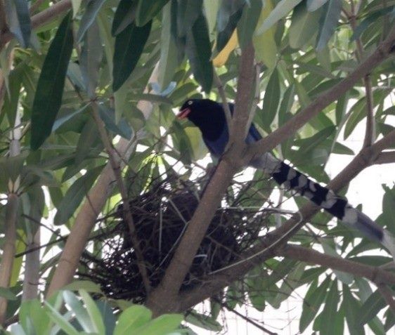 春季藍鵲護巢期來了！北市提醒路過請放慢腳步，一起溫柔守護臺灣特有種