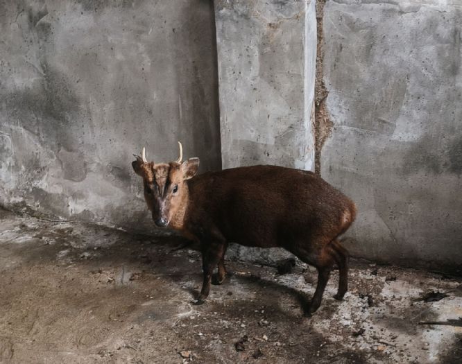 寒流中誤闖廟埕避寒，萬里山羌暖心獲救後平安重返山林