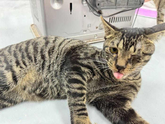 虛弱小貓重獲新生！新北動保救援「小小黑」等待溫暖新家