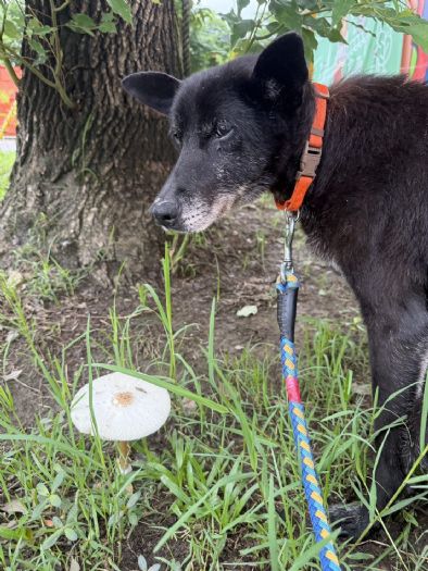 街頭黑犬「阿嬤」重拾健康等一個家，熟齡毛孩認養福利暖心升級
