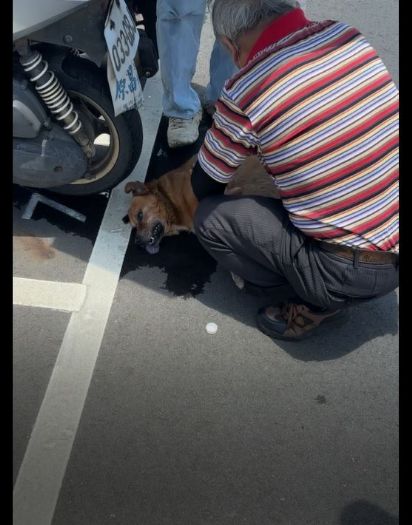 盛夏高溫警訊！愛犬防中暑守護全攻略，新北高齡犬烈日受困悲劇呼籲飼主責任與寵物急救知識普及