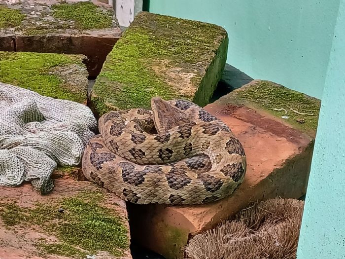 夏日驚喜訪客！新北動保處即刻出動，安全移除「誤認為繩索」的龜殼花