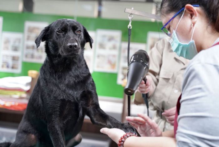 東森寵物雲公益捐贈30萬飼料,助力新北動物之家毛寶貝幸福成長 東森寵物雲公益捐贈30萬飼料,助力新北動物之家毛寶貝幸福成長