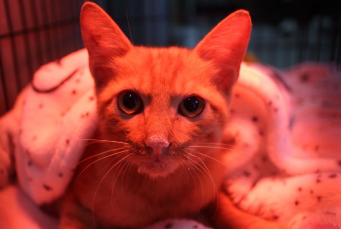 雨中驚魂變幸福結局！新店小橘貓落水獲救，終於找到溫暖的家