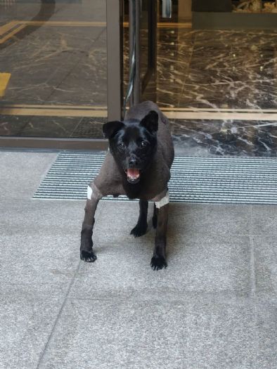 15年守護洲子洋，社區犬「小黑」戰勝病痛重回居民身邊