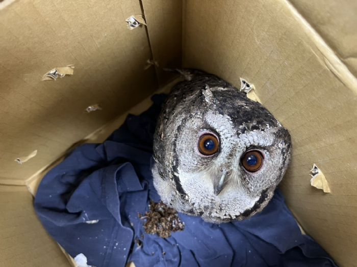 半夜來了毛茸茸的小客人！瑞芳民宅迎來「圓臉貓頭鷹」驚喜訪客