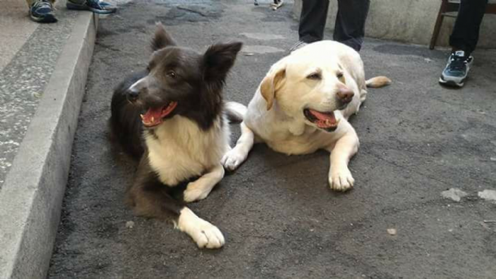 觀察毛孩便便也能守護健康！新北動保處提醒飼主從日常排便看出犬貓身體警訊