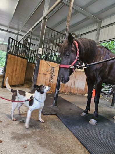 愛的緣分跨越物種──黑白乳牛犬「蕾蕾」遇見馬兒「旋風」，從此擁有幸福家園