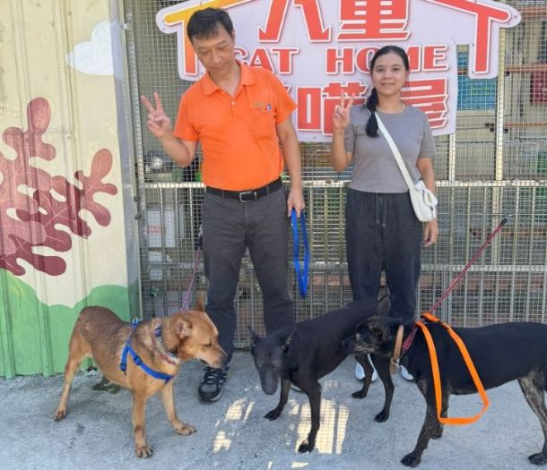 新北市推動幸福認養計畫，老殘疾毛孩送暖回家再享「新北幣」加碼