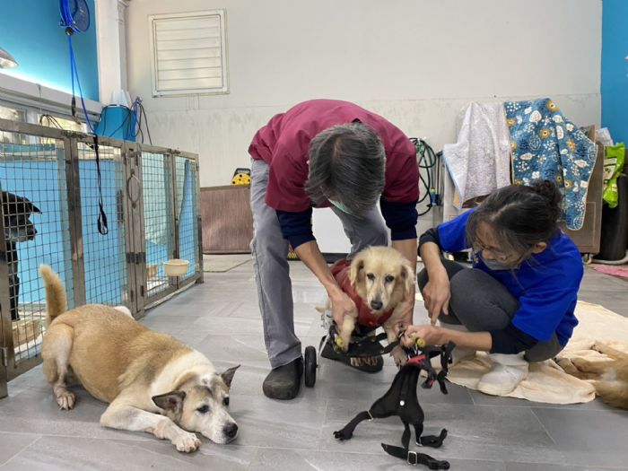新北動保處緊急救援重傷犬，啟動「毛寶貝三級醫療制度」守護生命尊嚴