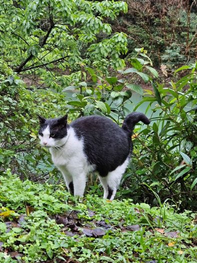 幸福喵星人報到！2月22日「幸福貓之日」走進猴硐，用愛與規範一起守護貓村日常