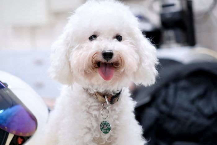 守護毛孩與城市安全：新北市狂犬病防疫表現亮眼，社區疫苗行動全面啟動