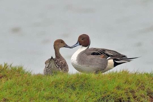 茄萣濕地冬日限定美景！尖尾鴨現身水面「倒立覓食」，療癒畫面萌翻賞鳥民眾