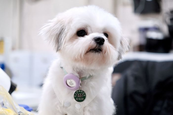 4月帶毛孩打狂犬病疫苗最划算！新北推雙重優惠，守護寵物也守護全家健康